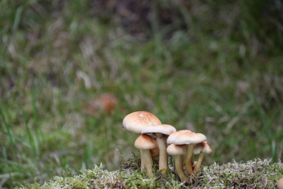 Kleine Pilze auf moosigem Waldboden im Herbst